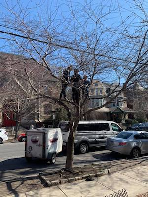 middle schoolers in a tree